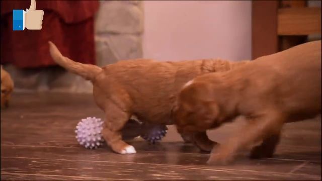 Собаки и щенки породы - Голдендудль.. смотреть онлайн