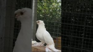 ШИКАРНАЯ ИГРА БЕЛЫХ. КОЛЛЕКЦИЯ УЗБЕКСКИЕ ДВУХЧУБЫЕ ГОЛУБИ