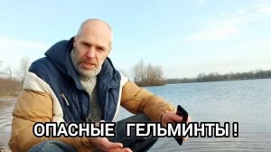 КАК НЕ ЗАРАЗИТЬСЯ ОПАСНЫМИ ГЕЛЬМИНТАМИ. Паразиты в мясе.