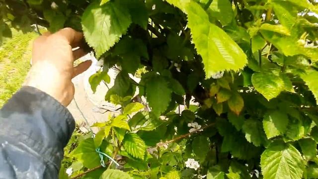 Ежевика, сорт "Кийова" и "Полар". Цветёт. смотреть онлайн