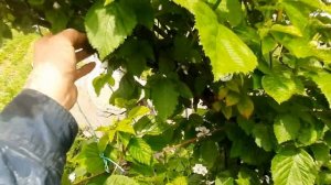 Ежевика, сорт "Кийова" и "Полар". Цветёт.