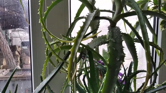 АЛОЭ древовидное! АЛОЭ ВЕРА! Лекари на подоконнике! Домашний доктор! Лекарственные растения ??? смотреть онлайн