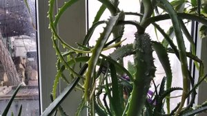 АЛОЭ древовидное! АЛОЭ ВЕРА! Лекари на подоконнике! Домашний доктор! Лекарственные растения ???