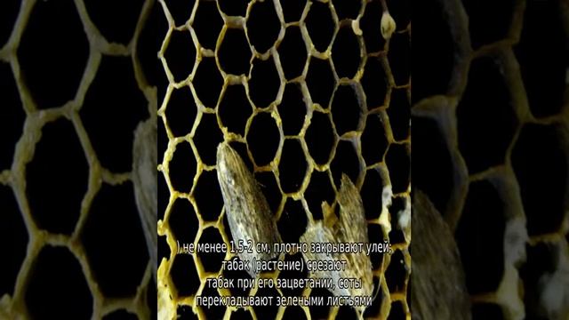 Огневка пчелиная смотреть онлайн