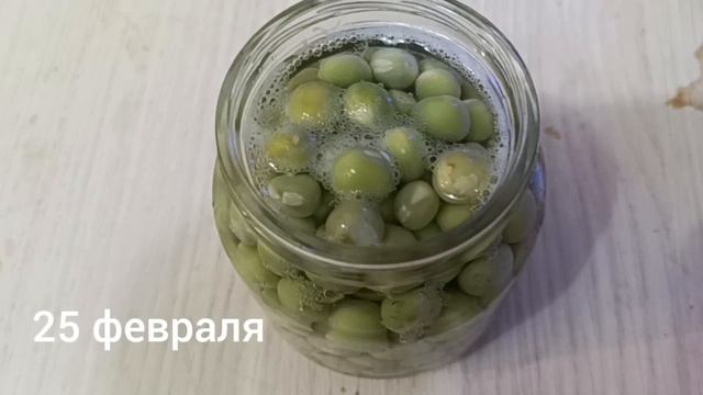 микрозелень гороха, не покупая ничего лишнего