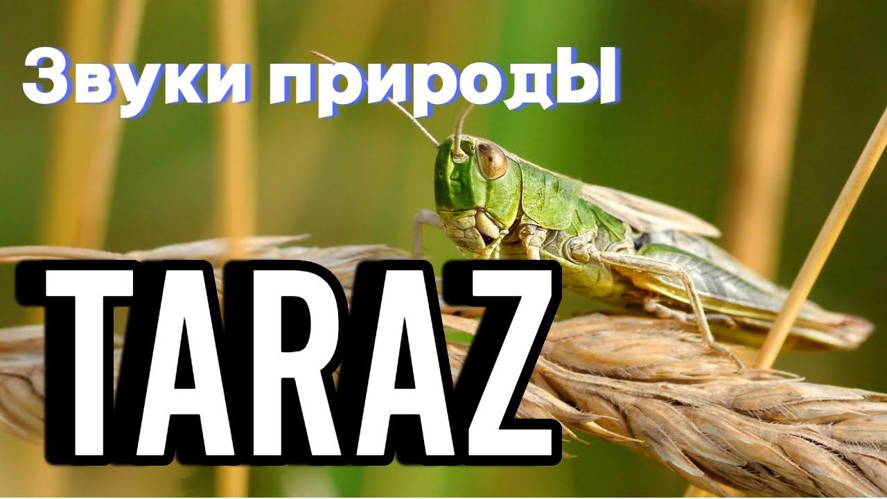 Тараз - звуки природы июнь 2024 #taraz #тараз #природа