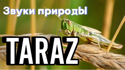 Тараз - звуки природы июнь 2024 #taraz #тараз #природа