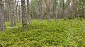 Карелия. Калевала. Озеро Верхнее-Куйто. Изба Ювалакша. 22-29.07.22 Часть 2 (Лес и озеро)