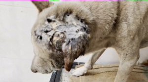 A Stray Dog that had a Huge Maggot Wound on its Head has been Saved!