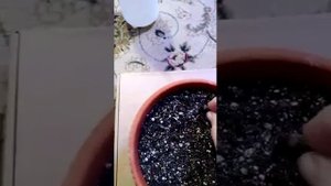 Тропический кокос Бутия руководство по выращиванию