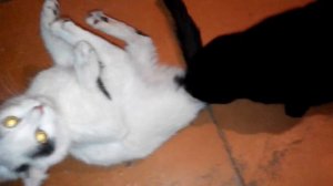 ЖЭСТЬ! Кошачий куни ( коты тоже люди)