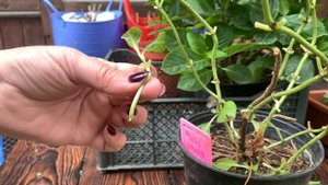 Как сохранить ГОРТЕНЗИЮ зимой, зимовка крупнолистной. Обрезка листьев и обработка, мои советы