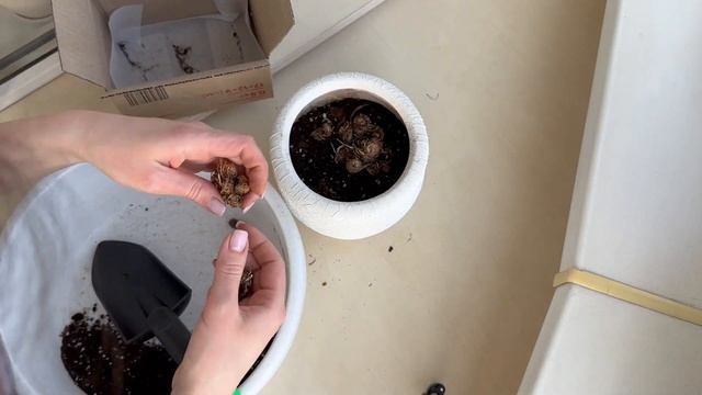 Выход Каллы из зимовки. Зимовка Каллы. Уход за Каллой. Посадка клубней.