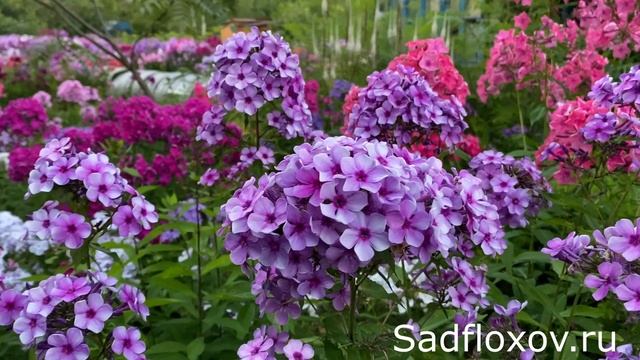 Флокс Хулиган селекции Елены Константиновой
