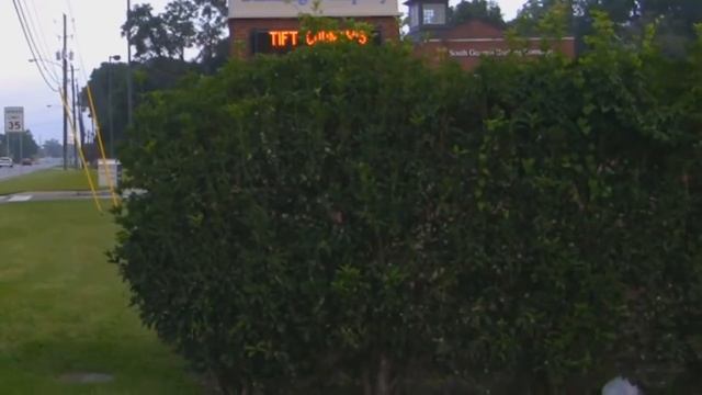 *Tea Olive Shrub* +Osmanthus fragrans+Fragrant Flower Bush/Tree+ смотреть онлайн