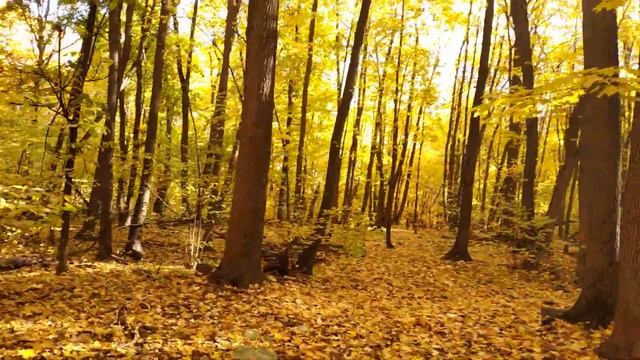 Прогулка по осеннему лесу смотреть онлайн