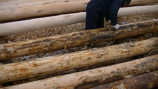 Окорка (окаривание) бревна лопатой Снятие коры с бревна рубанком. Строительство деревянного дома.