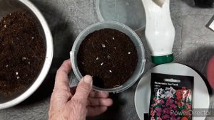 Том Тамб. Садовый бальзамин. Посев.