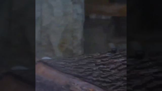 МануЛ тимОфей московсКий зооПарК manul timOfei MOSCOW ZOO