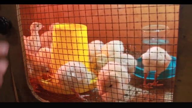 Индюшонок уход. Индюшата: первая, вторая неделя жизни. ч.3 смотреть онлайн