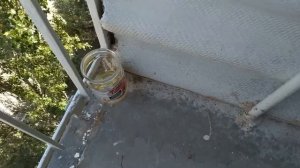 Народные средства от тараканов ОНИ ЭТО ЛЮБЯТ !!!