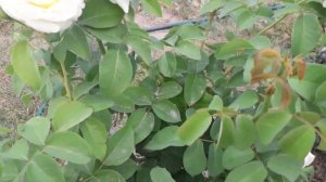 Роза Фредерик Шопен (ЧГ). Frederic Chopin.