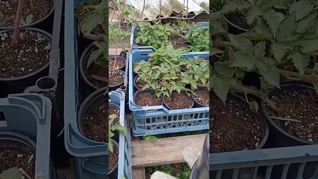 Саженцы Карака Блэк перед посадкой. смотреть онлайн