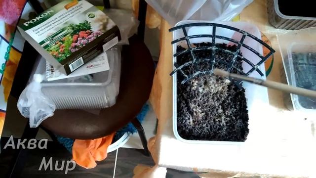 Живой корм Гриндальский червь культивирование культуры разведение смотреть онлайн