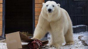 Спящая красавица: в красноярском зоопарке пробудилась Марфа