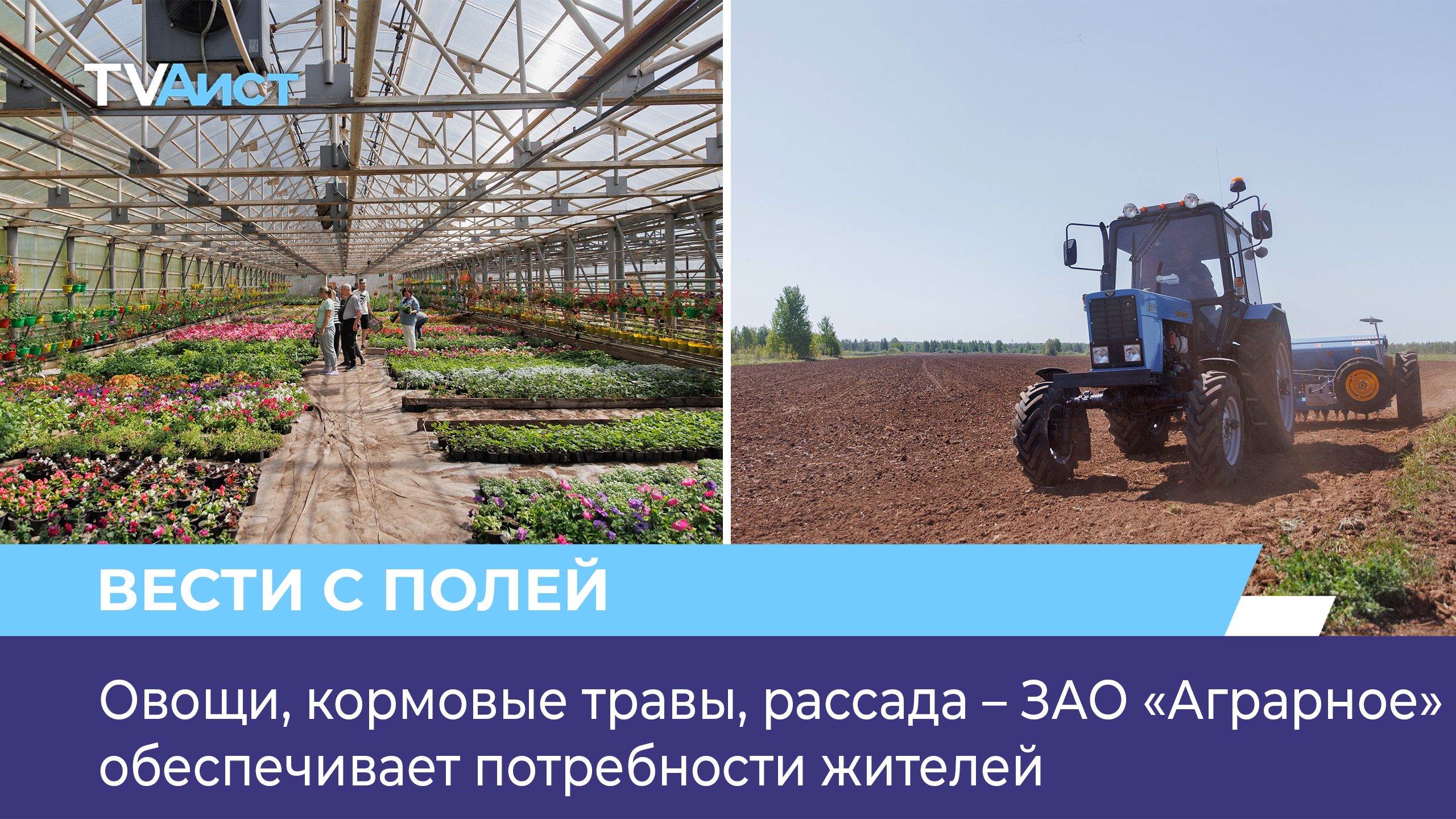 Овощи, кормовые травы, рассада – ЗАО «Аграрное» обеспечивает потребности жителей