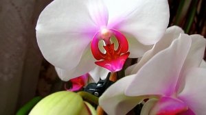 Обзор белой орхидеи с красной губой РЕД ЛИПС  Overview of white orchids RED Lips.mp4