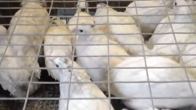 Перепелки смотреть онлайн