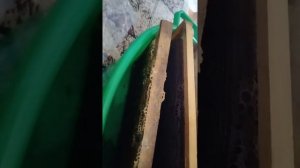 Чем кормить восковую моль #восковаямоль #огневка #пжвм