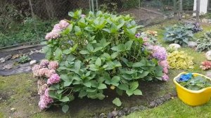 Укрытие макрофилы (крупнолистной) гортензии от первых заморозков и дождей ЧАСТЬ 1