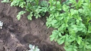 обработка картошки от колорадского жука