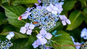 Гортензия пильчатая Блю Бёд (blue bird) ? обзор: как сажать, саженцы гортензии Блю Бёд