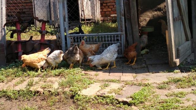 Цыплята (2,5месяца) вышли на прогулку. Август 2022 смотреть онлайн