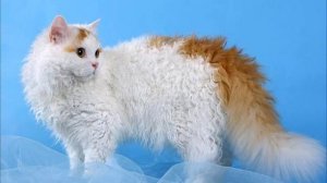 Кошка-овечка. Селкирк Рекс. Породы кошек!