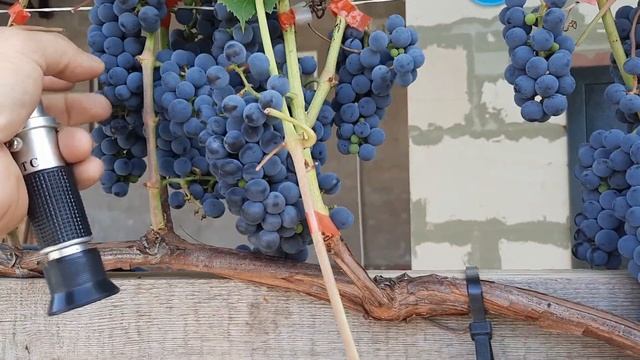 Сорт винограда Вэлиант в Тамбове кондиция на 22.08.2021г. смотреть онлайн