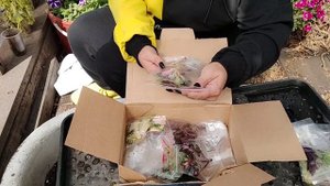 Посылка со срезами колеусов. Увеличиваю ассортимент к весне!