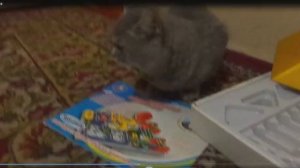 мой кот рассказ