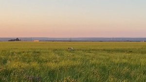 Бретонский эпаньоль Альба(Динамит&Айна) натаска по перепелу.