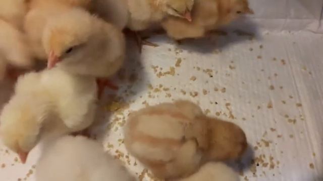 Цыплята мясного направления вывод в марте/Выпойка цыплятам/Первое кормление цыплят