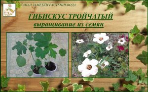Гибискус тройчатый (китайский доктор) выращивание из семян, растение для ленивого цветника