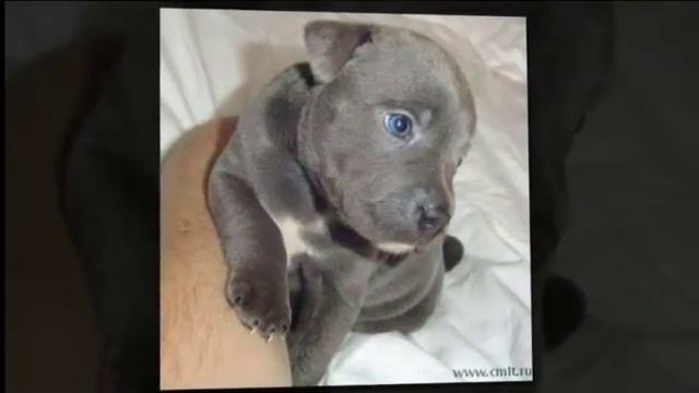 Собаки породы Стаффордширский бультерьер! смотреть онлайн