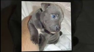 Собаки породы Стаффордширский бультерьер!