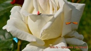 Роза чайно-гибридная Маунт Шаста (rose mount shasta) ? обзор: как сажать, саженцы розы Маунт Шаста