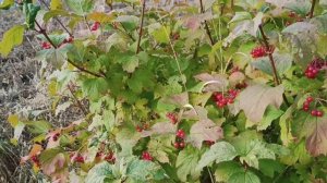 Калина красная  Какая польза