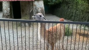 ЛАМЫ ПЛЮЮТ В ЛИЦО СУДЕБНОМУ ПРОИЗВОЛУ!