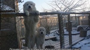 Маремма абруццкая овчарка: описание итальянской породы